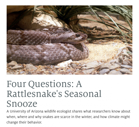 Rattlesnakes in the News