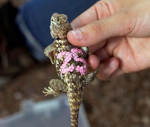 A Spiny Lizard held in the hand