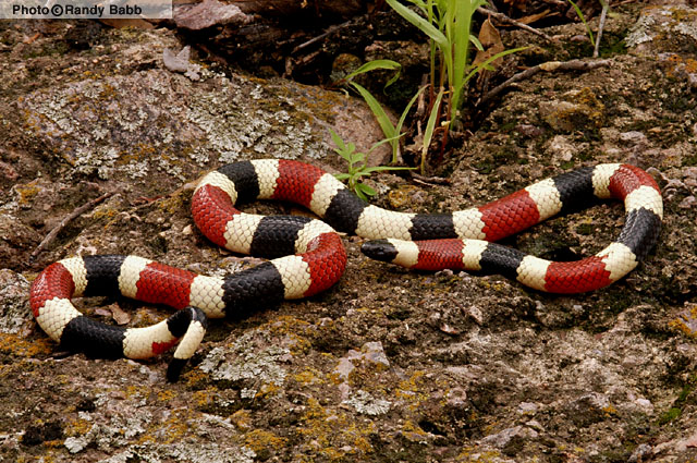Red and the Peanut: The beauty of a Garter Snake's scales
